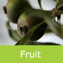 Mature Weeping Pear Tree Pyrus Salicifolia Pendula Fruit